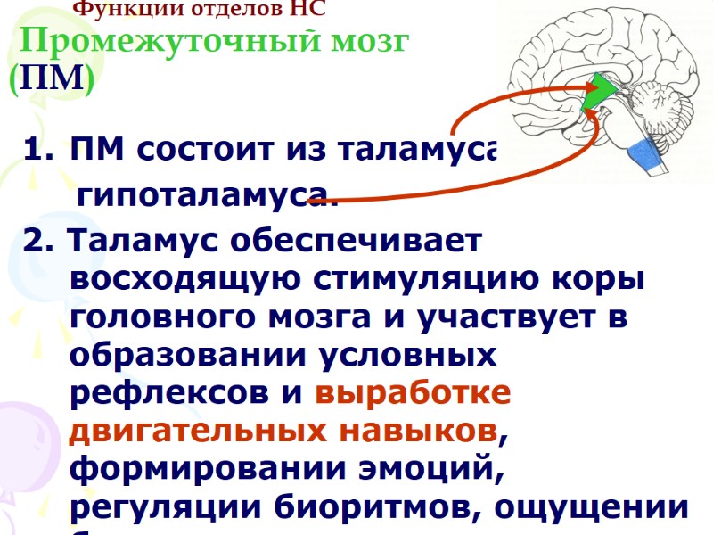 Функции отделов НС   Промежуточный мозг (ПМ) ПМ состоит из таламуса и 